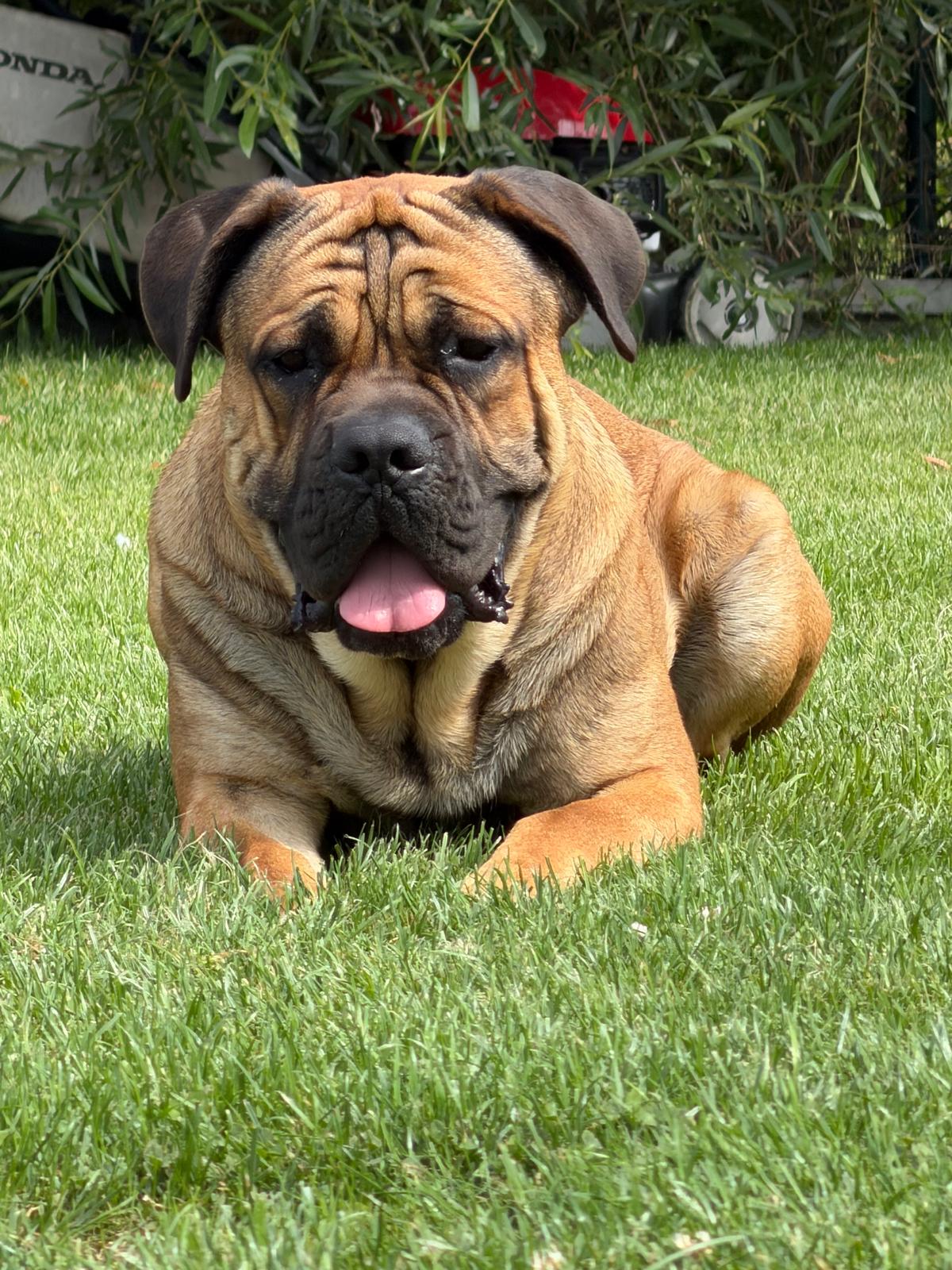 Orso